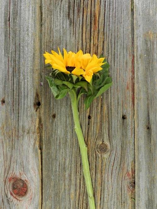 CALIFORNIA YELLOW SUNFLOWERS WITH BLACK CENTERS